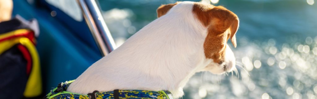 Secrets To A Smooth Cruise With Pets: Stress-Free Travel Tips